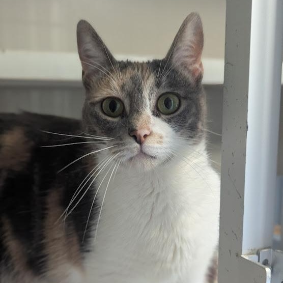 Enlarge Sweet Pea, an adopted mixed breed in Shippenville, PA image 4/6
