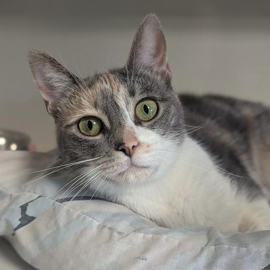Enlarge Sweet Pea, an adopted mixed breed in Shippenville, PA image 5/6