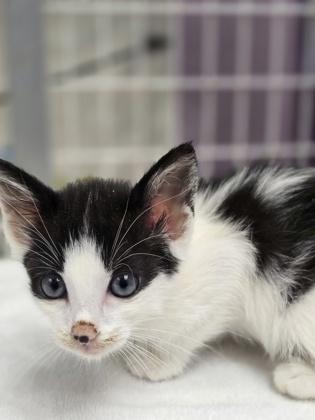 *Freya, Adoptable, Young Female Domestic Medium Hair.