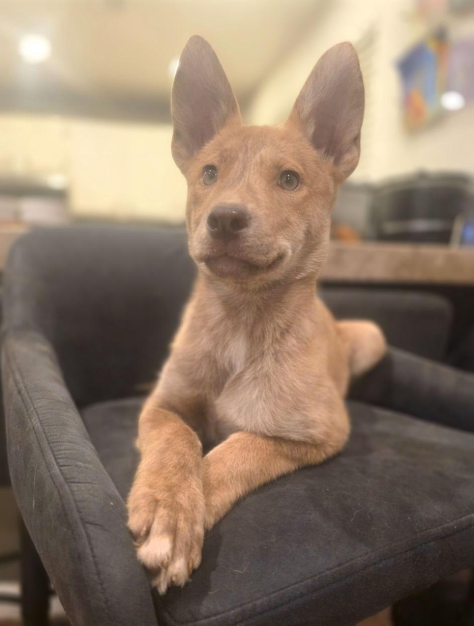 Flower, adopted, Puppy Female Shepherd.