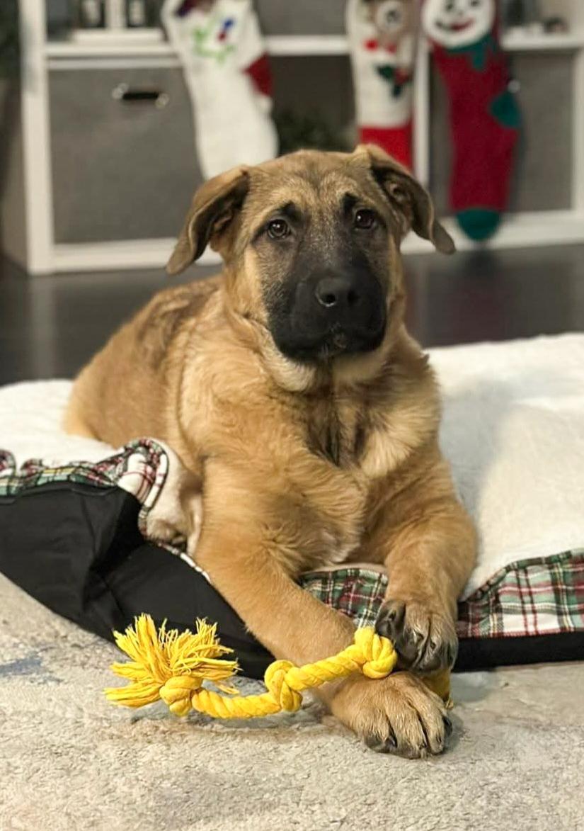 Enlarge CLOVER, a Adoptable mixed breed in High Level, AB image 1/4