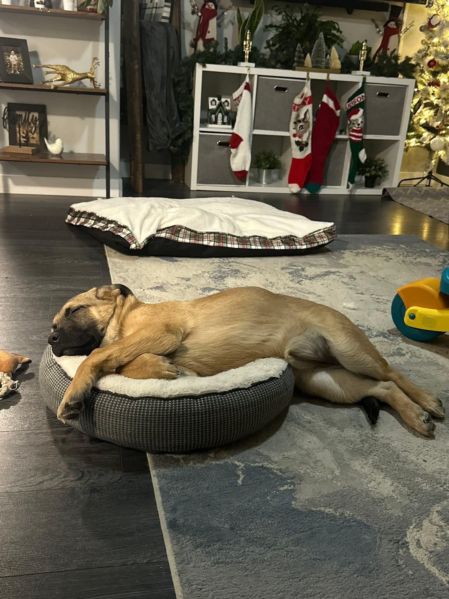 Enlarge CLOVER, a Adoptable mixed breed in High Level, AB image 2/4