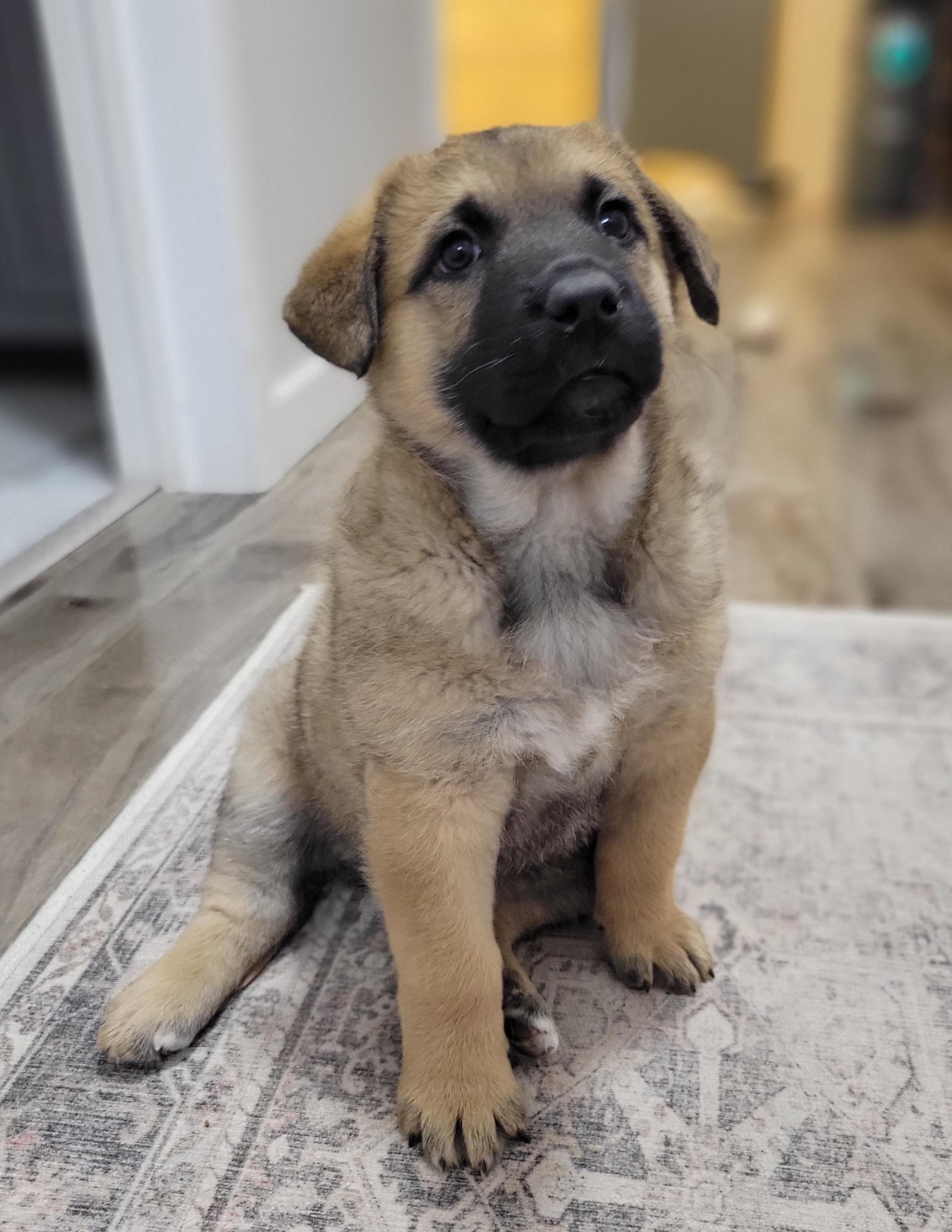 Enlarge CLOVER, a Adoptable mixed breed in High Level, AB image 4/4