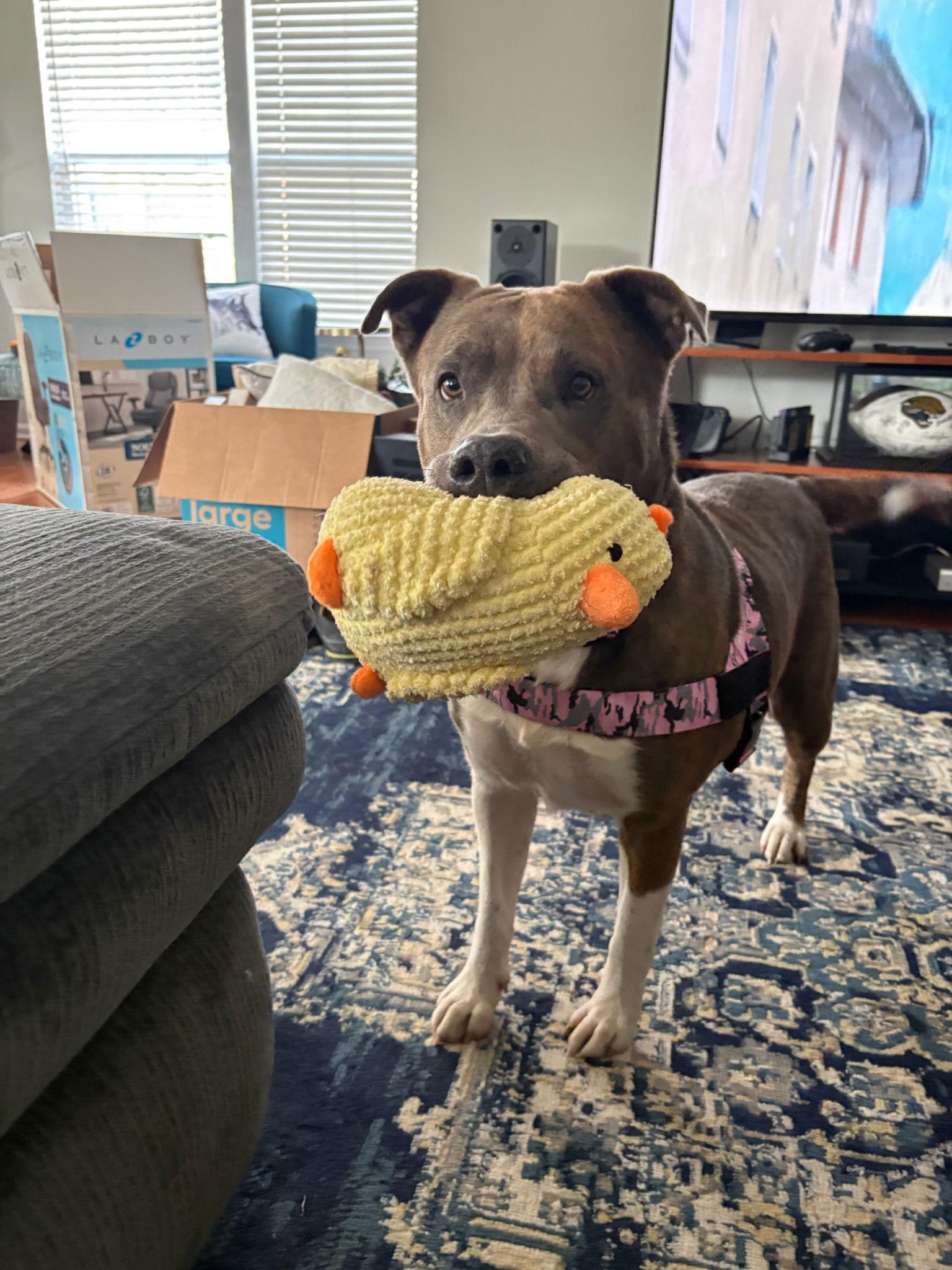 Queen Latifah, Adoptable, Adult Female Terrier.