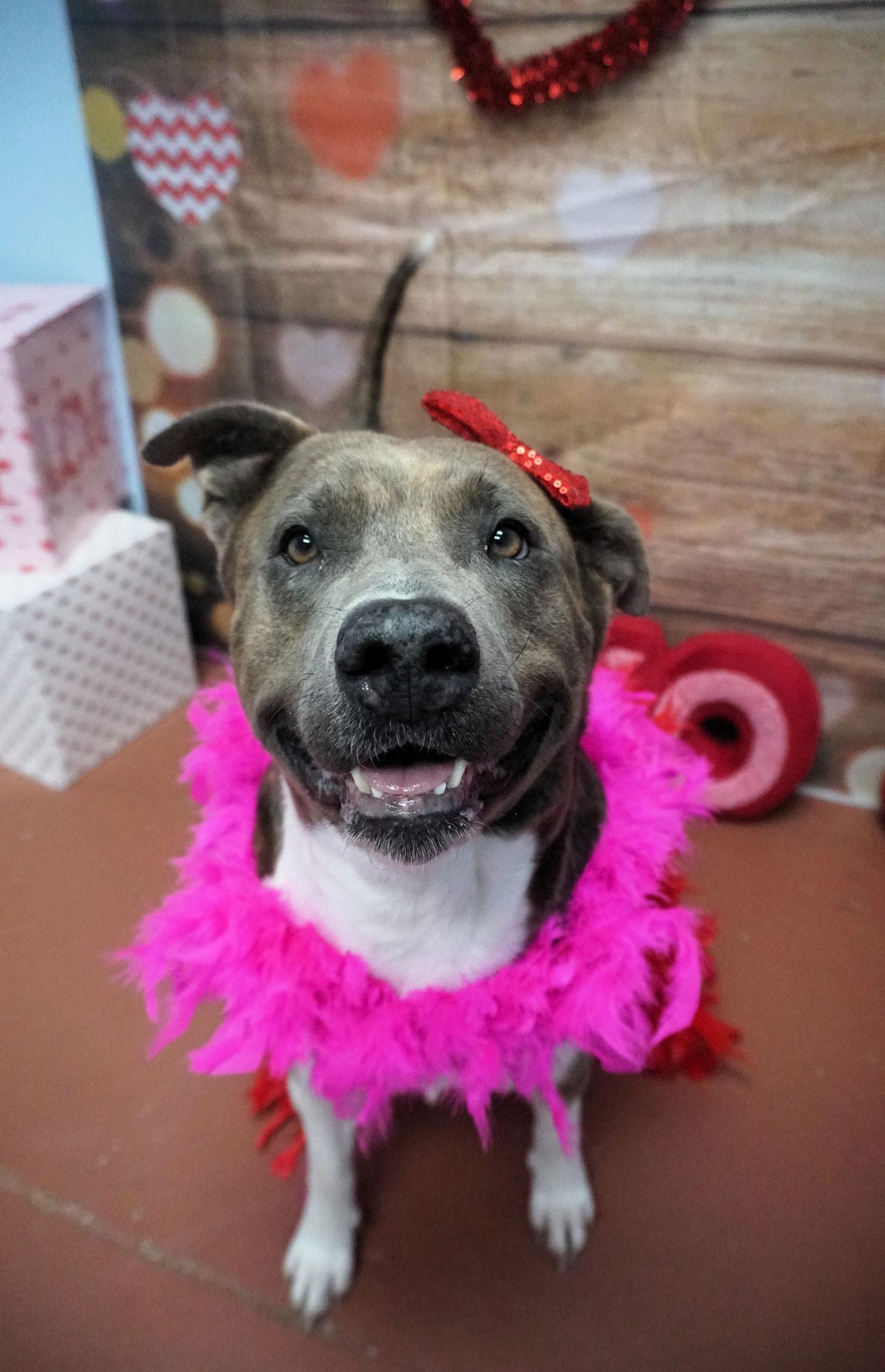 Queen Latifah, a Adoptable Terrier in Saint Augustine, FL image 1/3