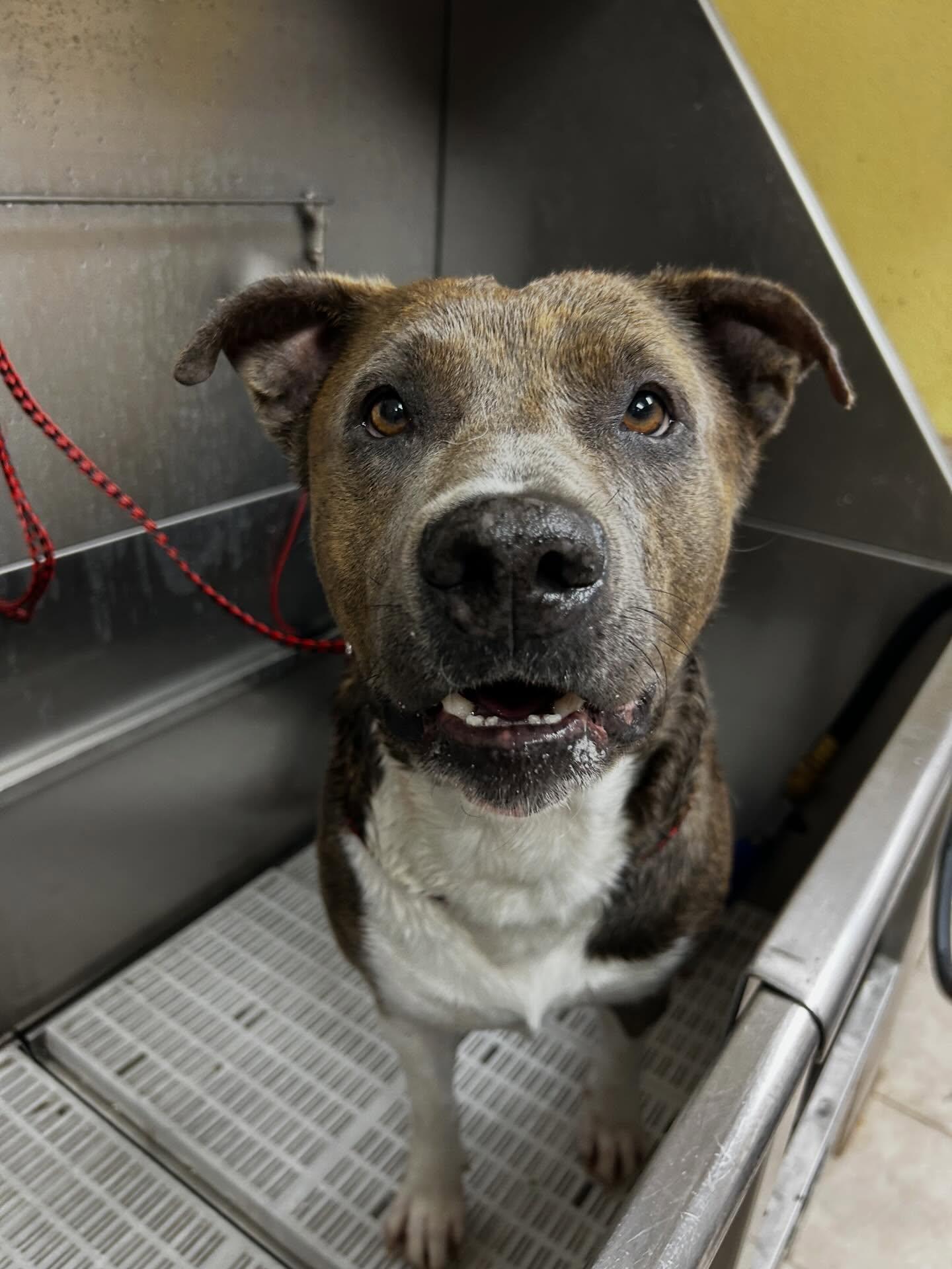 Queen Latifah, a Adoptable Terrier in Saint Augustine, FL image 2/3