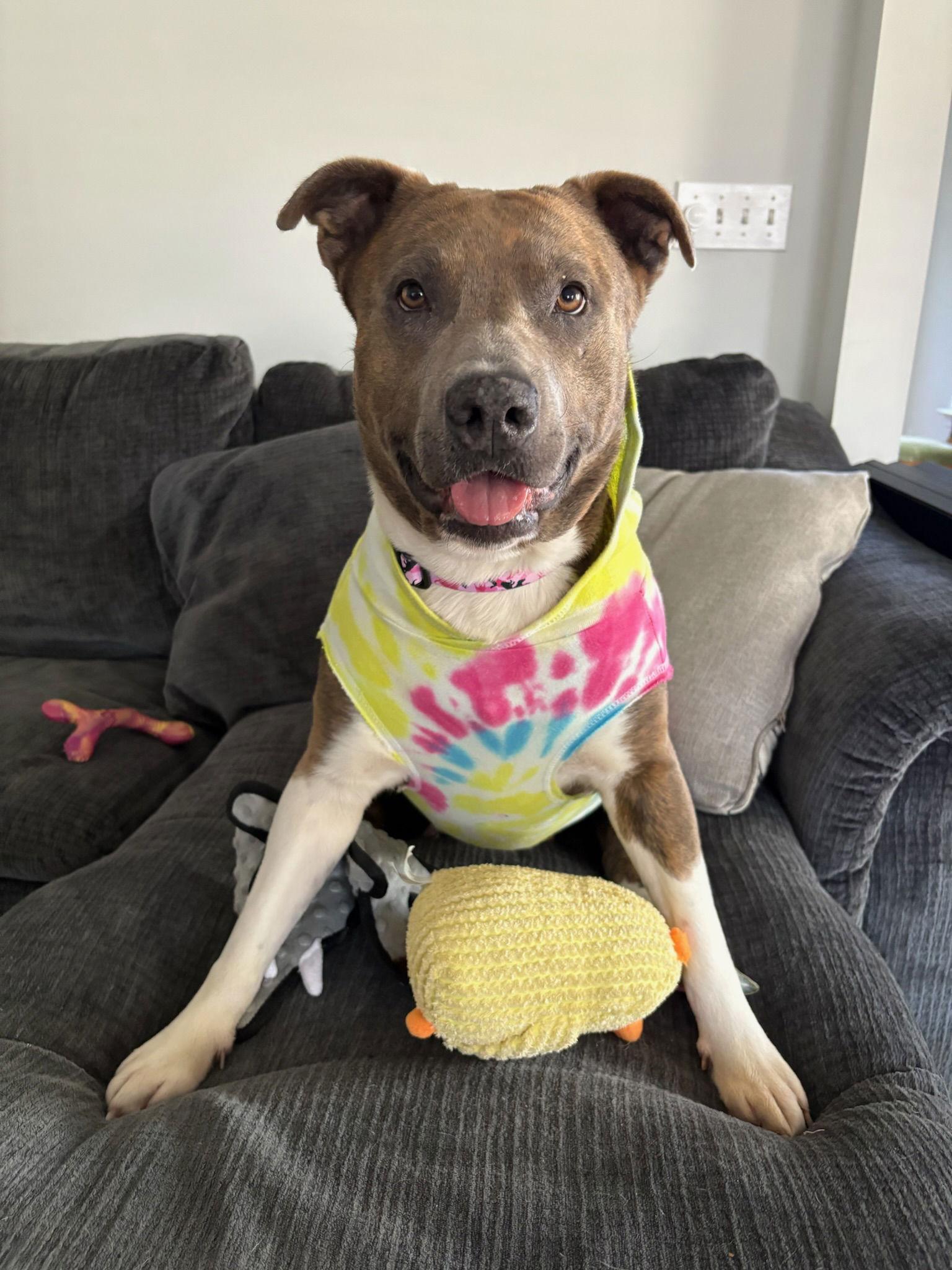 Enlarge Queen Latifah, a Adoptable Terrier in Saint Augustine, FL image 2/3
