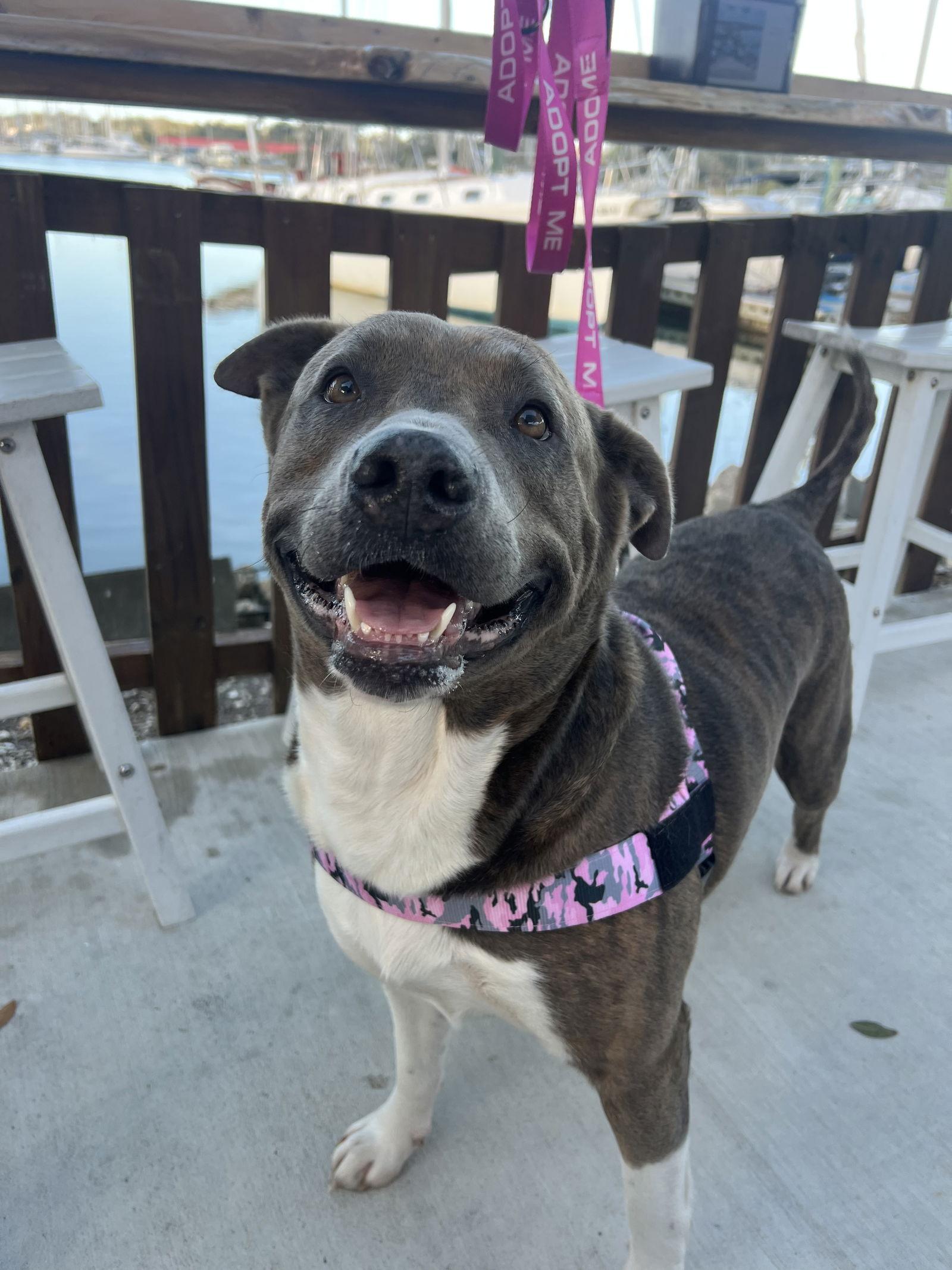 Enlarge Queen Latifah, a Adoptable Terrier in Saint Augustine, FL image 3/3