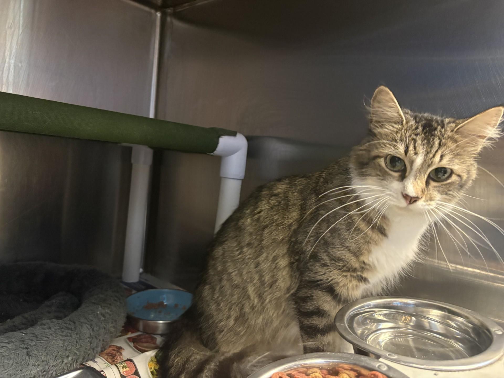 26-0485 "Petunia", Adoptable, Adult Female Domestic Short Hair.