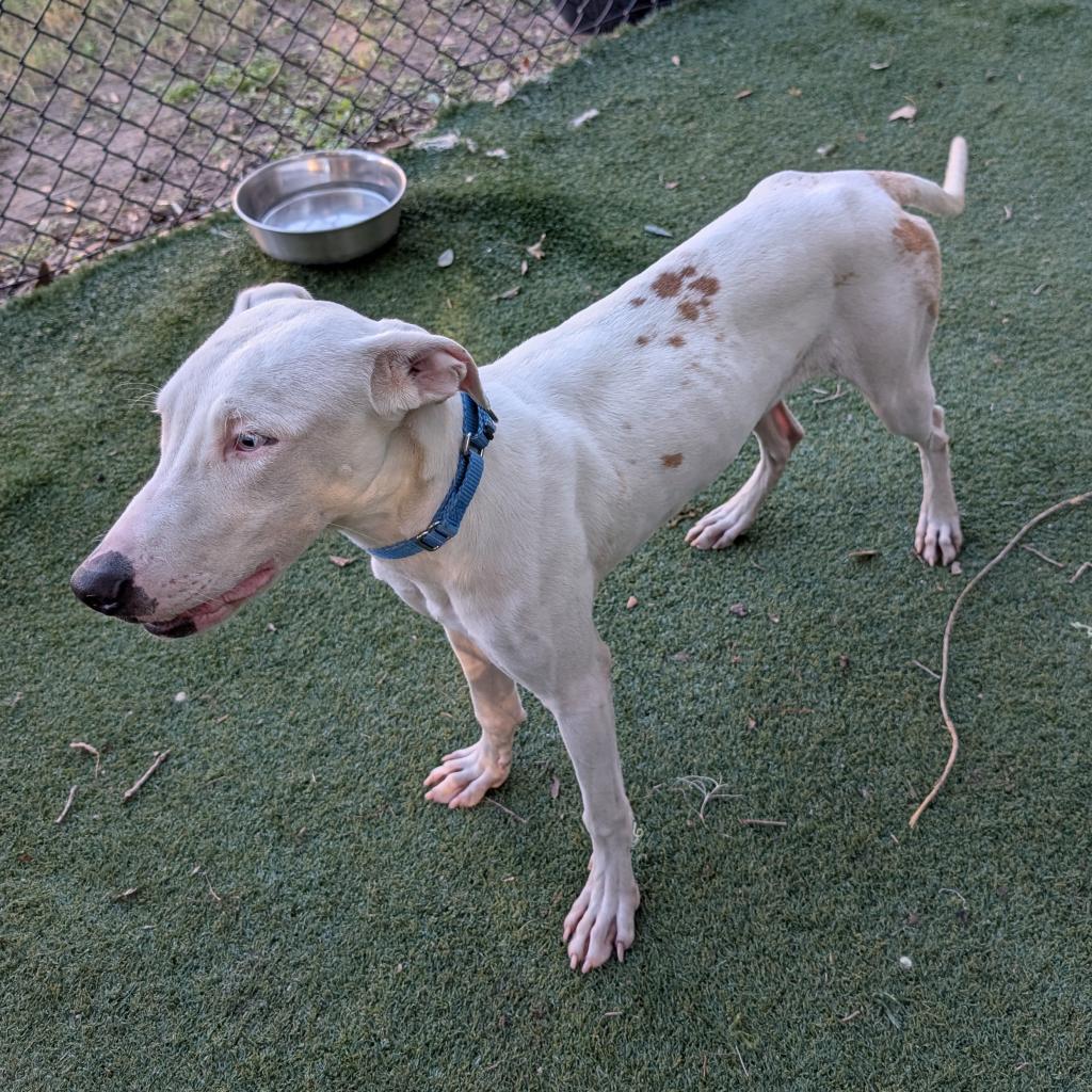 Enlarge Seymour, a Adoptable Catahoula Leopard Dog in Lakeland, FL image 1/6