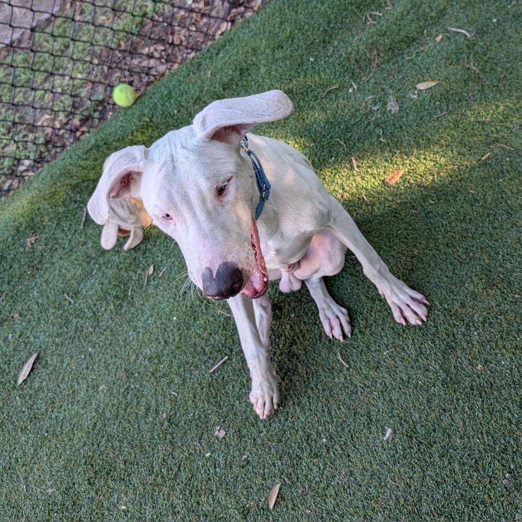 Enlarge Seymour, a Adoptable Catahoula Leopard Dog in Lakeland, FL image 4/6