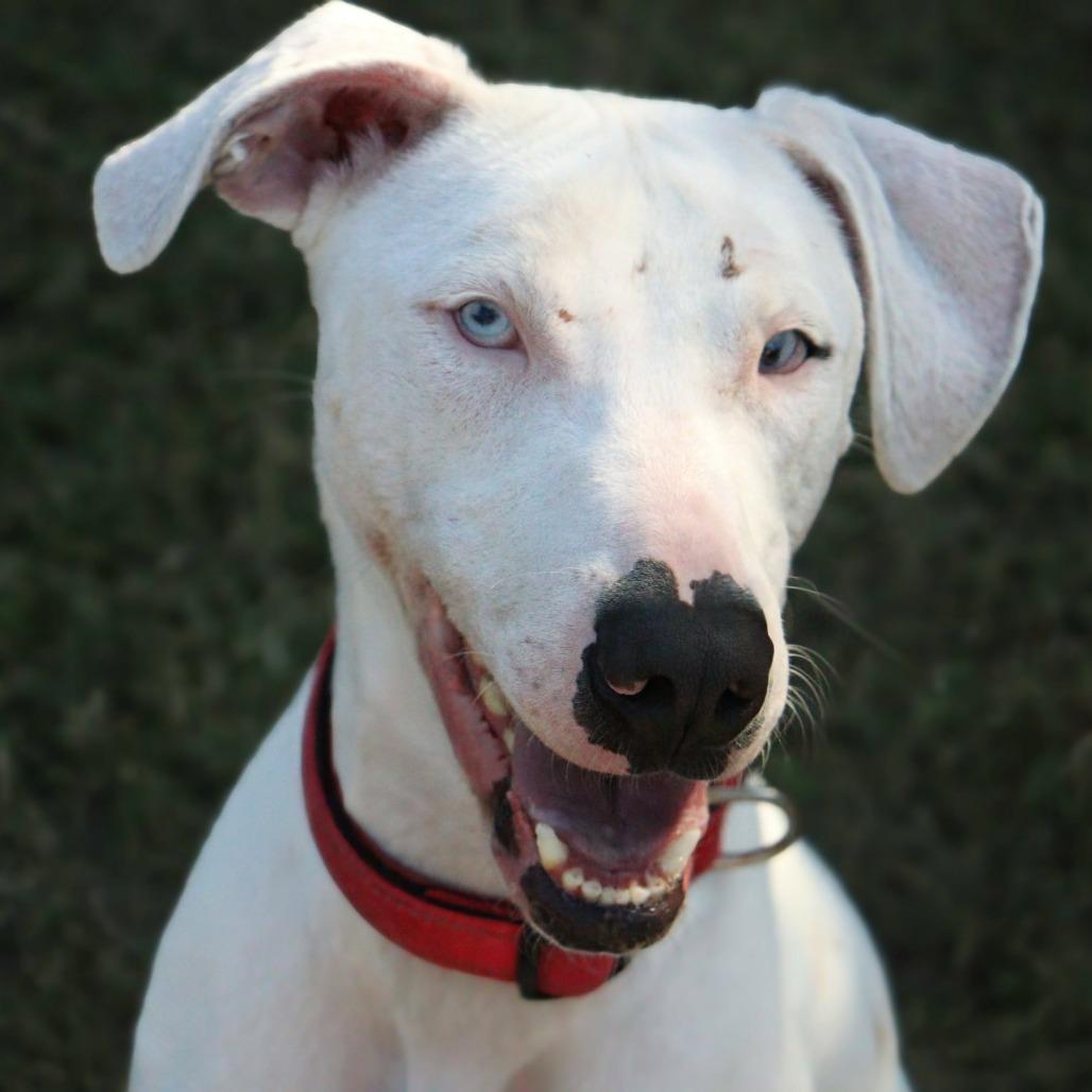 Enlarge Seymour, a Adoptable Catahoula Leopard Dog in Lakeland, FL image 5/6
