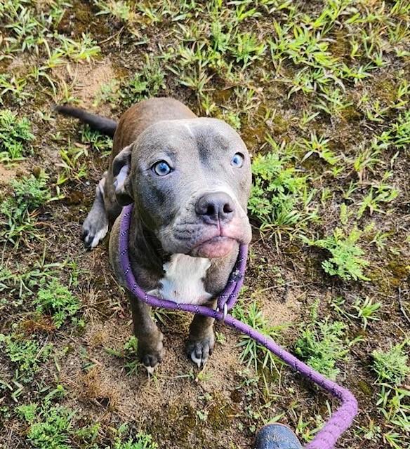 Daisy, an adoptable Pit Bull Terrier in Prudenville, MI, 48651 | Photo Image 1