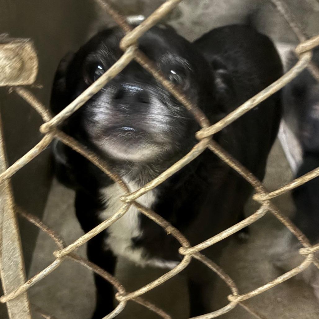 Pugsley, Adoptable, Senior Male Chihuahua & Pug.