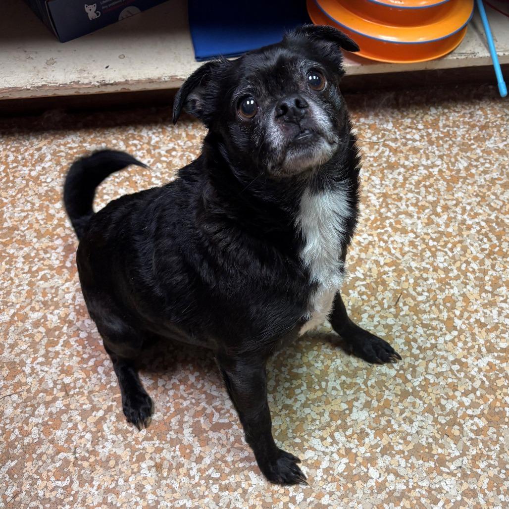 Enlarge Pugsley, a Adoptable mixed breed in Chehalis, WA image 2/2