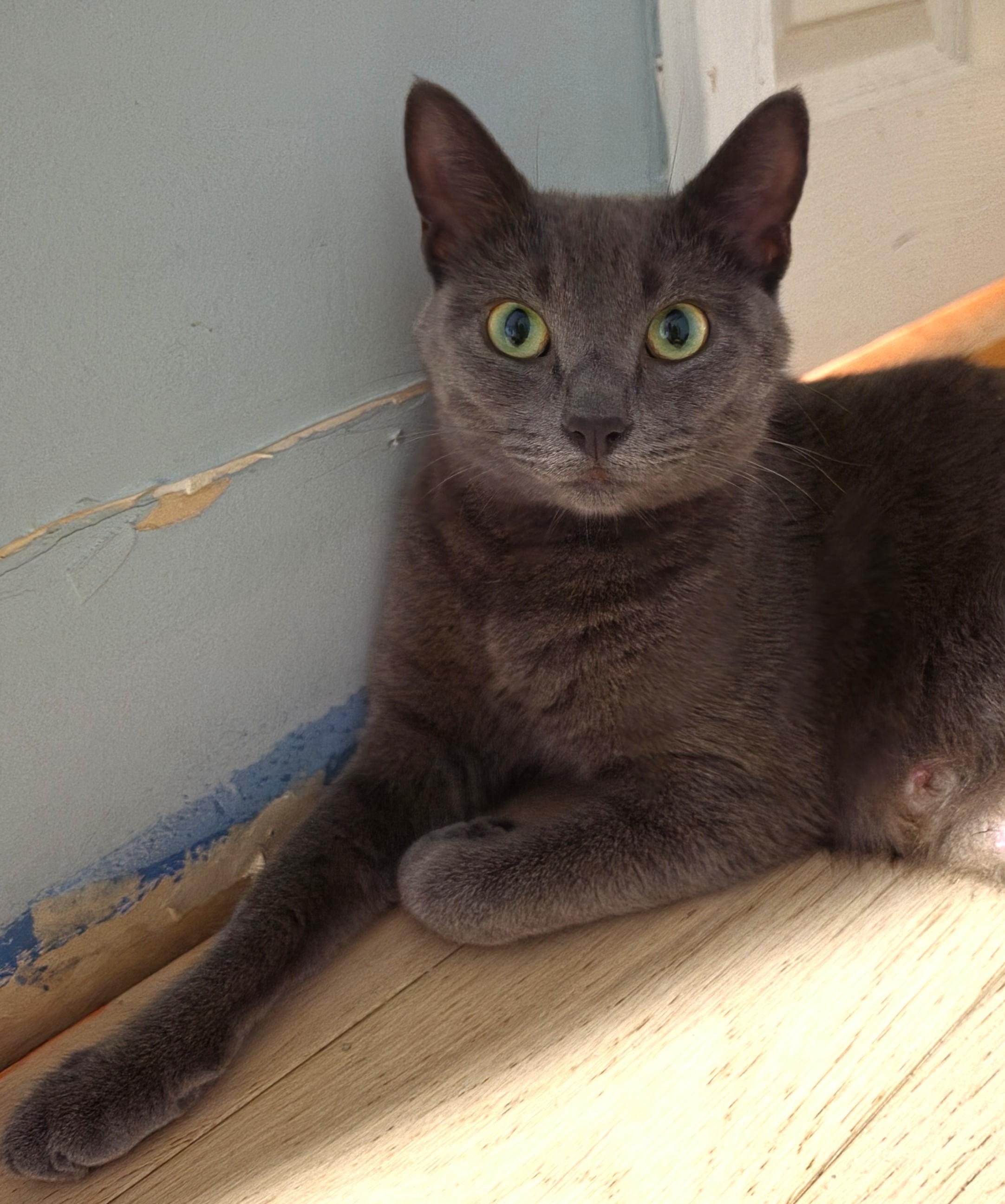 Enlarge Smokey, a Adoptable Domestic Short Hair in Saanichton, BC image 2/4