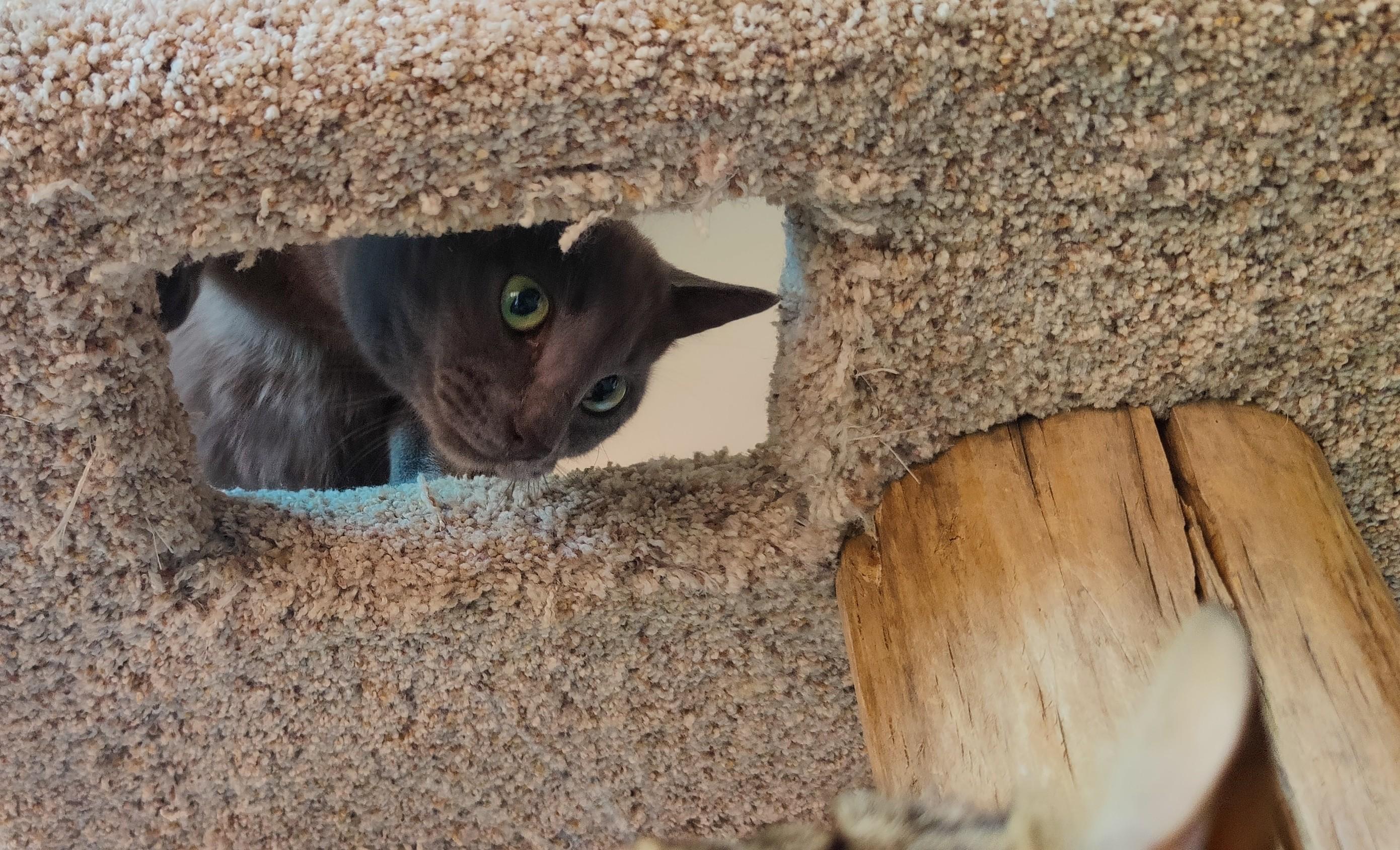 Enlarge Smokey, a Adoptable Domestic Short Hair in Saanichton, BC image 3/4