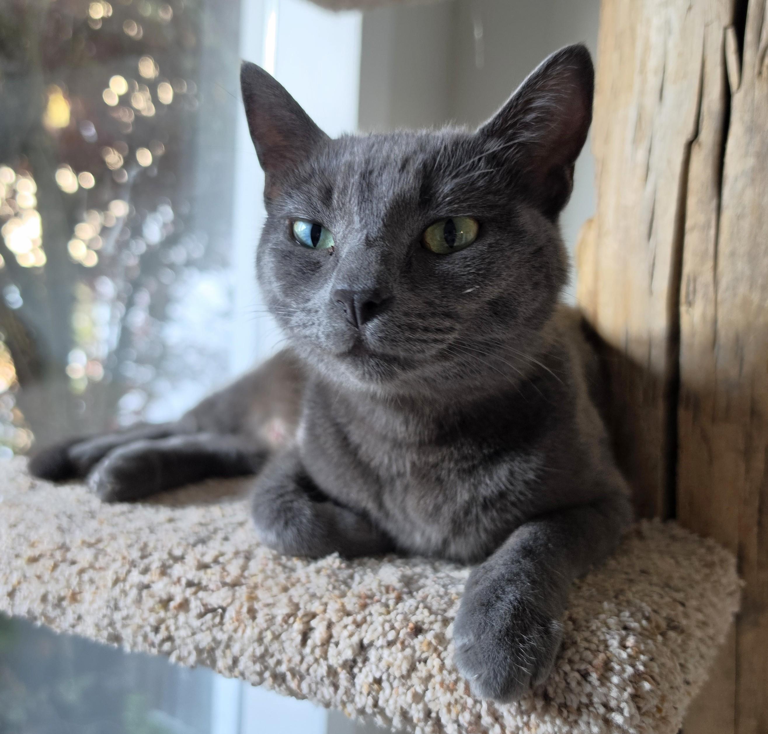 Smokey, Adoptable, Adult Female Domestic Short Hair.