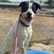 Nike, Adoptable, Young Male Australian Cattle Dog / Blue Heeler.