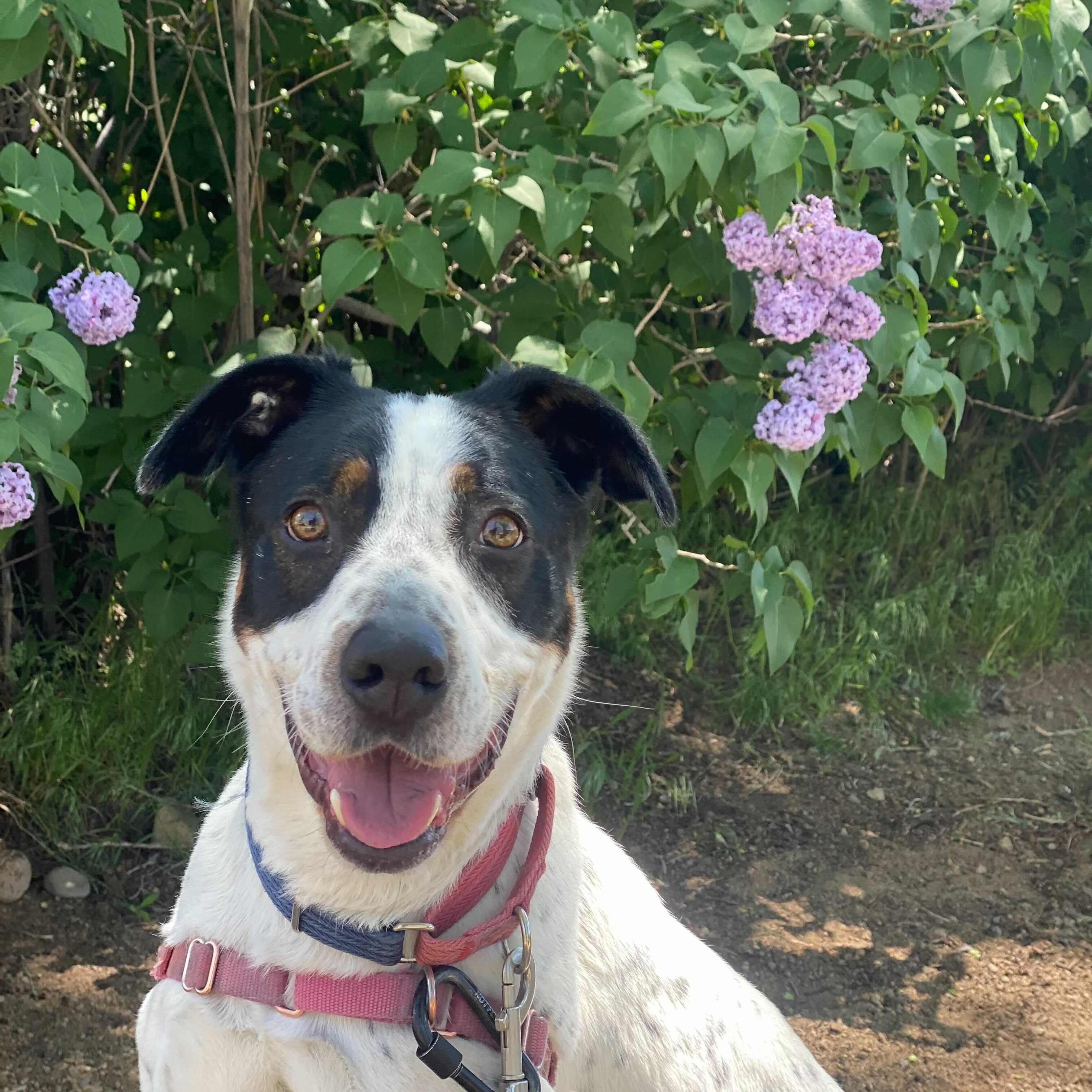 Nike, a Adoptable Australian Cattle Dog / Blue Heeler in Washoe Valley, NV image 2/2