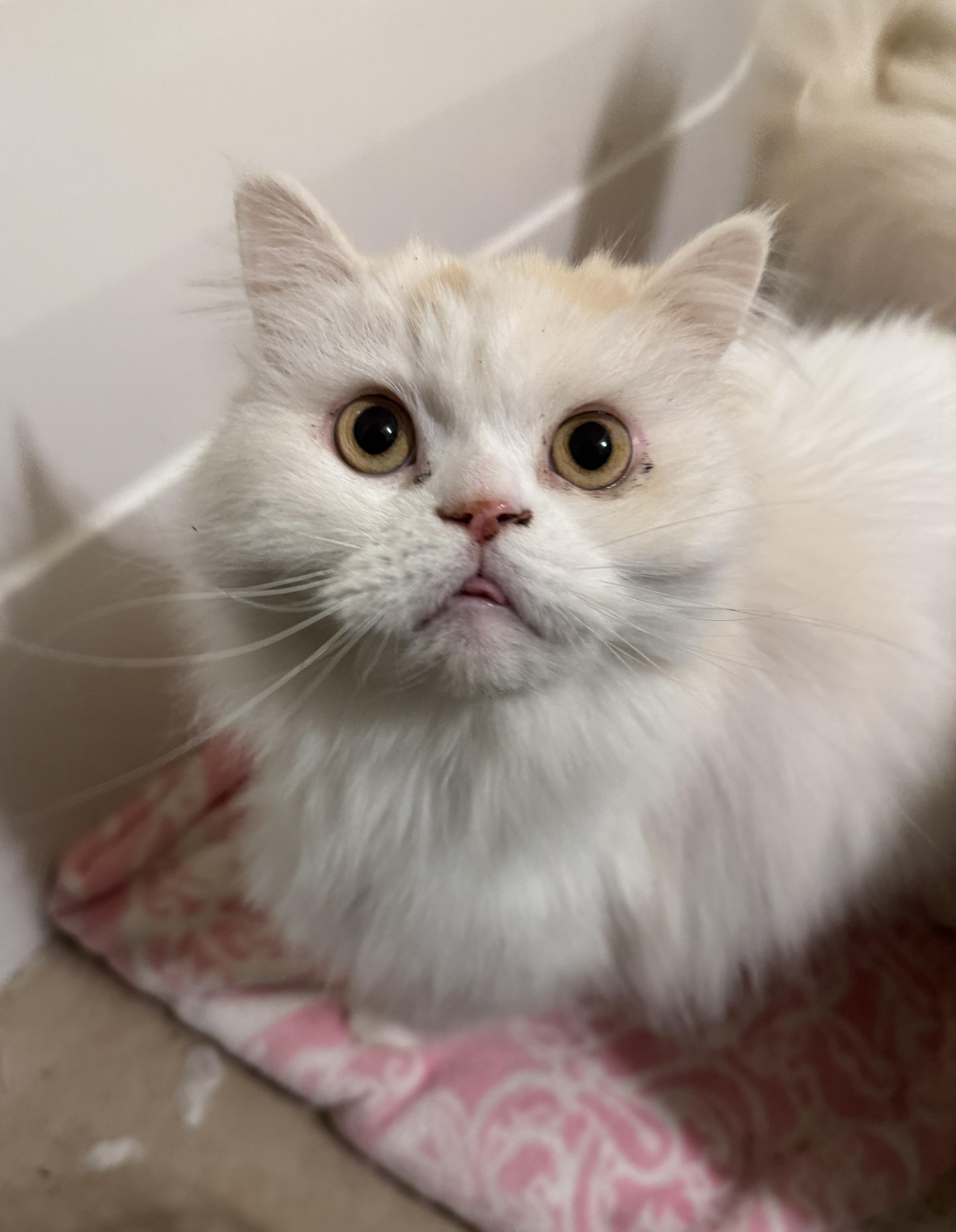 Jack, Adoptable, Adult Male Munchkin.