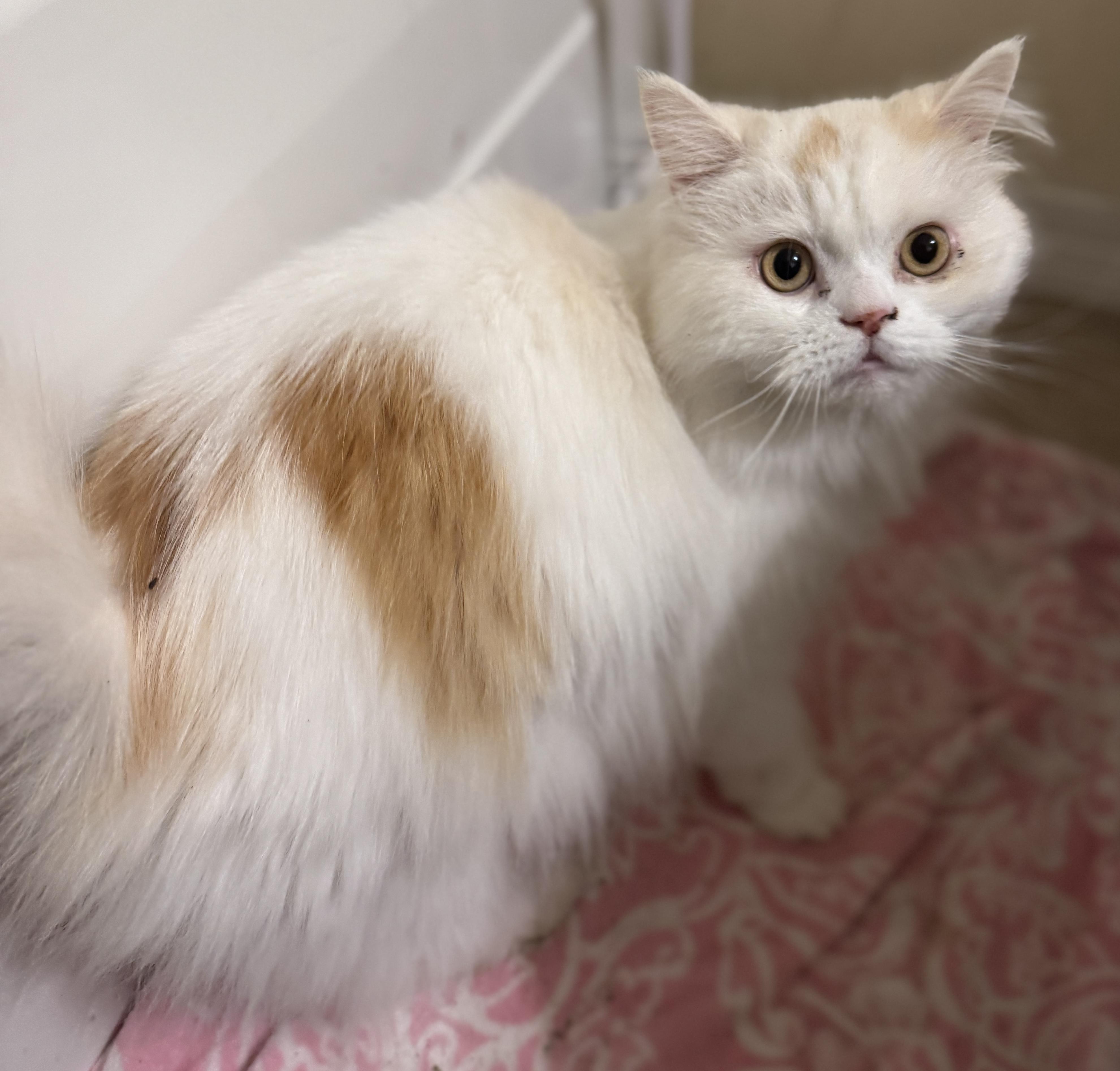 Enlarge Jack, a Adoptable Munchkin in Navarre, FL image 3/5