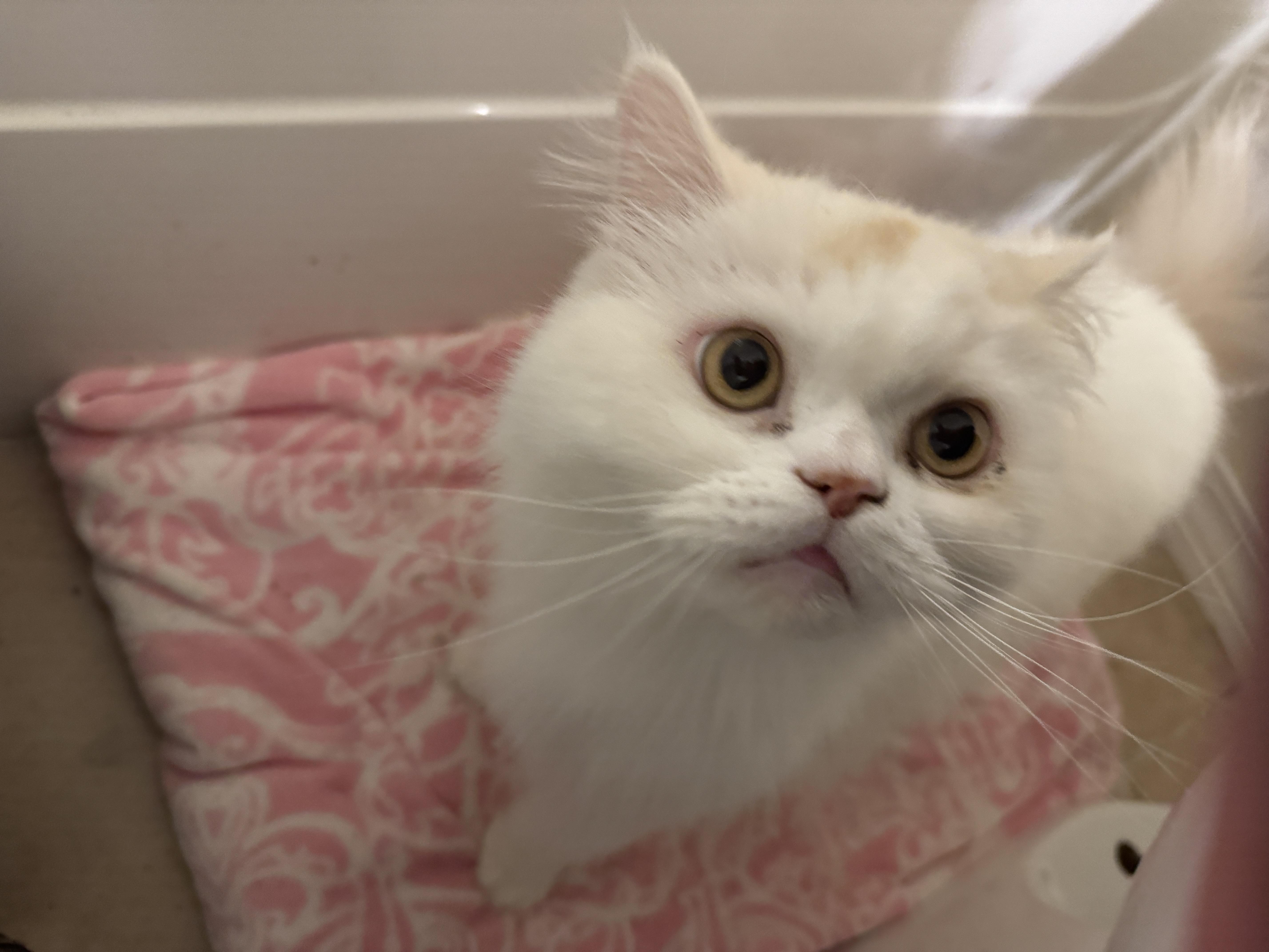 Enlarge Jack, a Adoptable Munchkin in Navarre, FL image 4/5