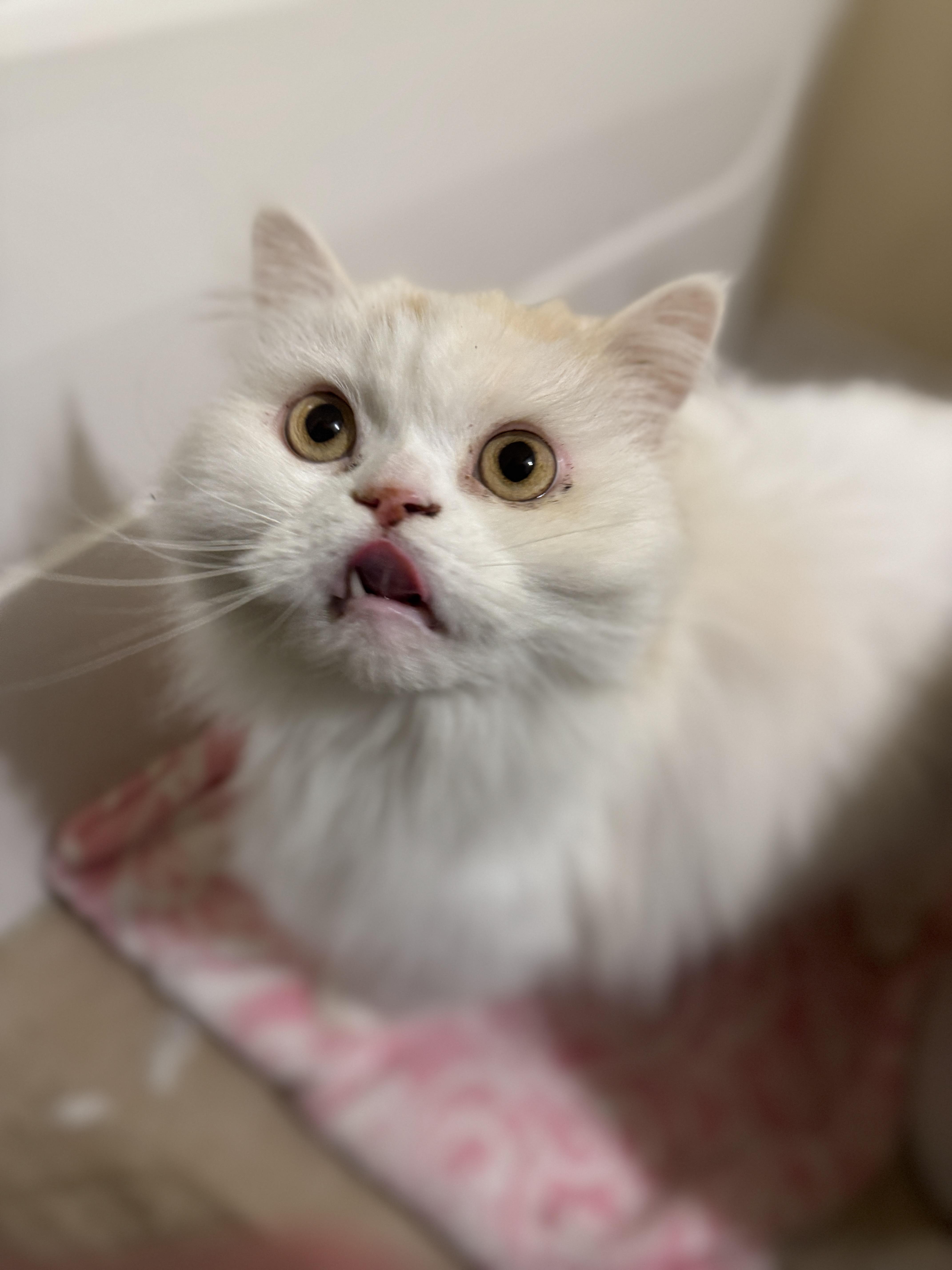 Enlarge Jack, a Adoptable Munchkin in Navarre, FL image 5/5