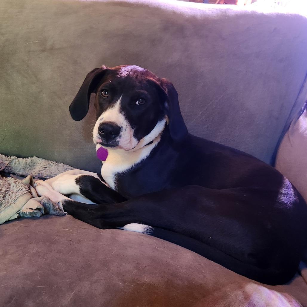 Merylyn, Adoptable, Puppy Female Mixed Breed & Mixed Breed.