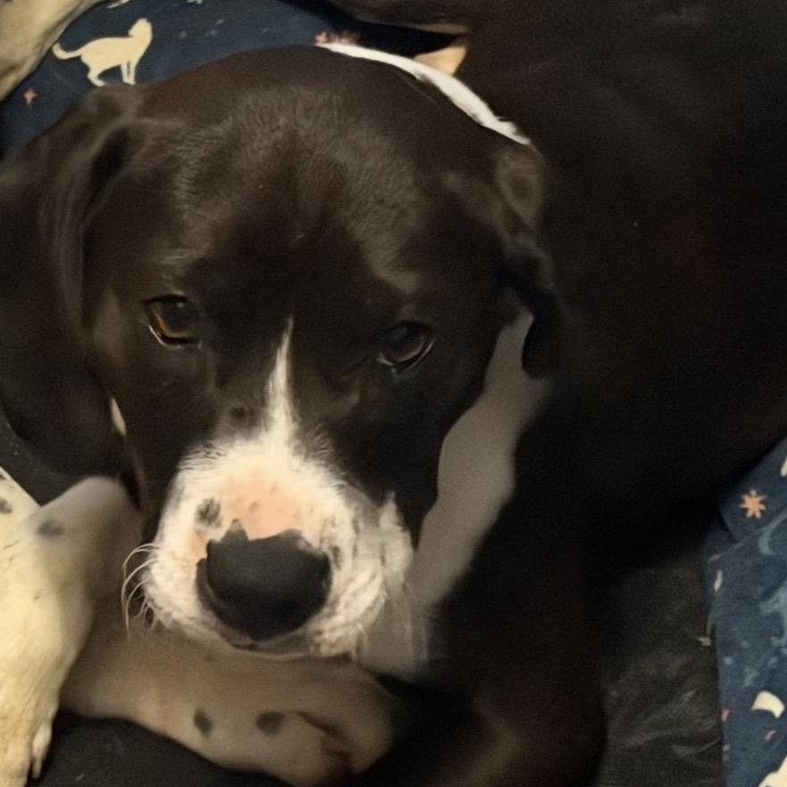 Merylyn, a Adoptable mixed breed in Fredericksburg, VA image 1/3