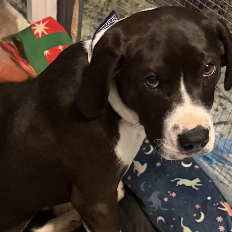 Merylyn, a Adoptable mixed breed in Fredericksburg, VA image 2/3