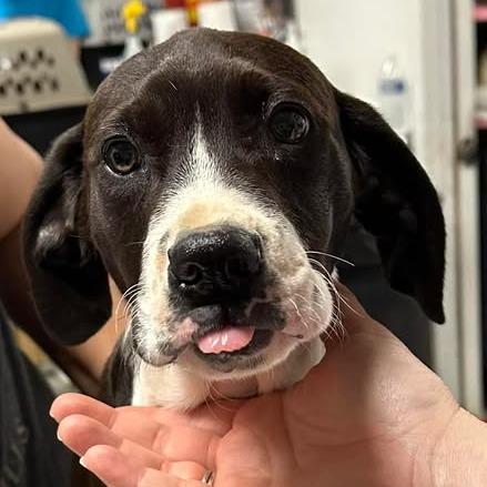 Merylyn, a Adoptable mixed breed in Fredericksburg, VA image 3/3