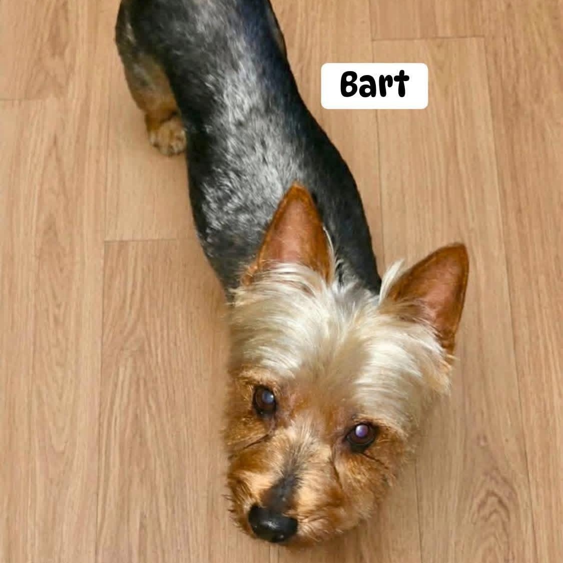 Enlarge Bart, an adopted Yorkshire Terrier in Brewton, AL image 1/1