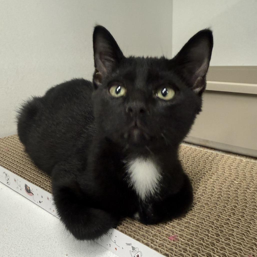 Plato, Adoptable, Kitten Male Domestic Short Hair.
