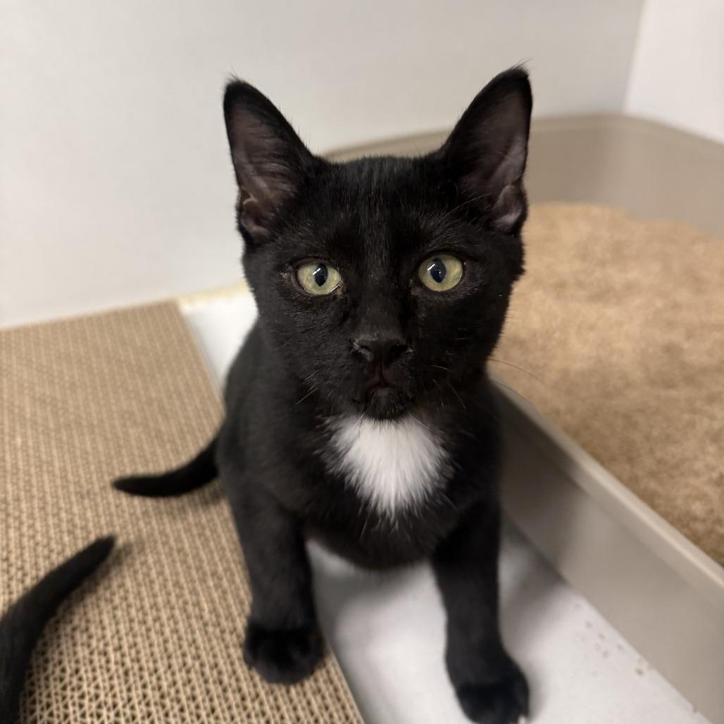 Enlarge Plato, a Adoptable Domestic Short Hair in Colorado Springs, CO image 2/4