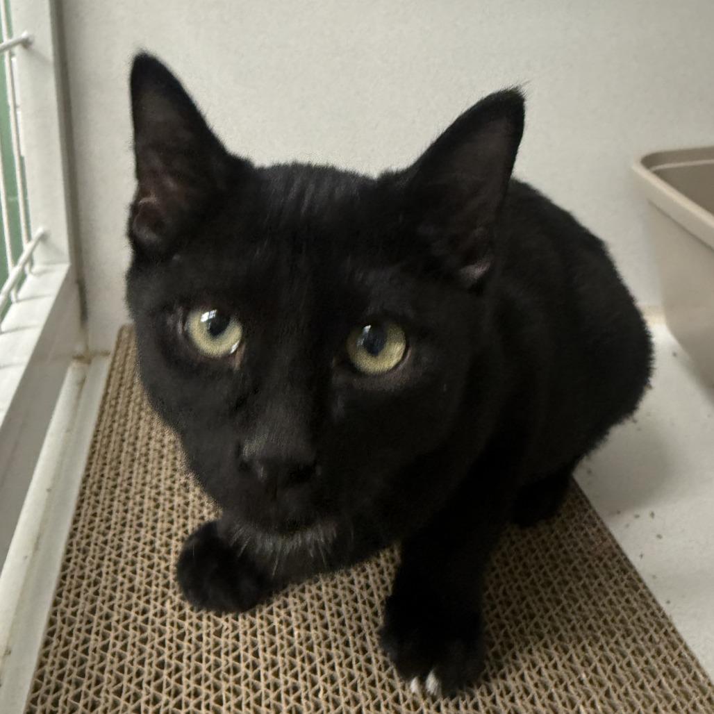 Enlarge Plato, a Adoptable Domestic Short Hair in Colorado Springs, CO image 3/4