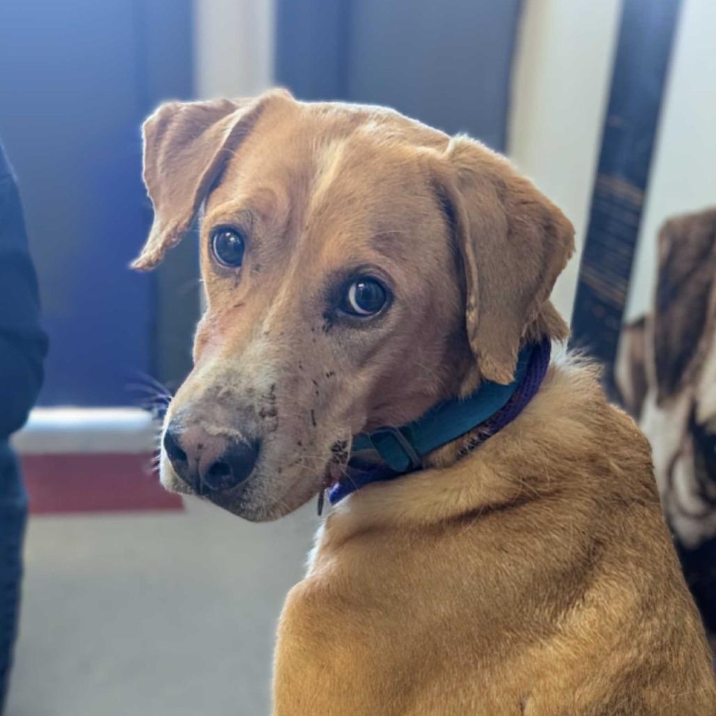 Enlarge Raider, a Adoptable mixed breed in Marysville, OH image 1/6