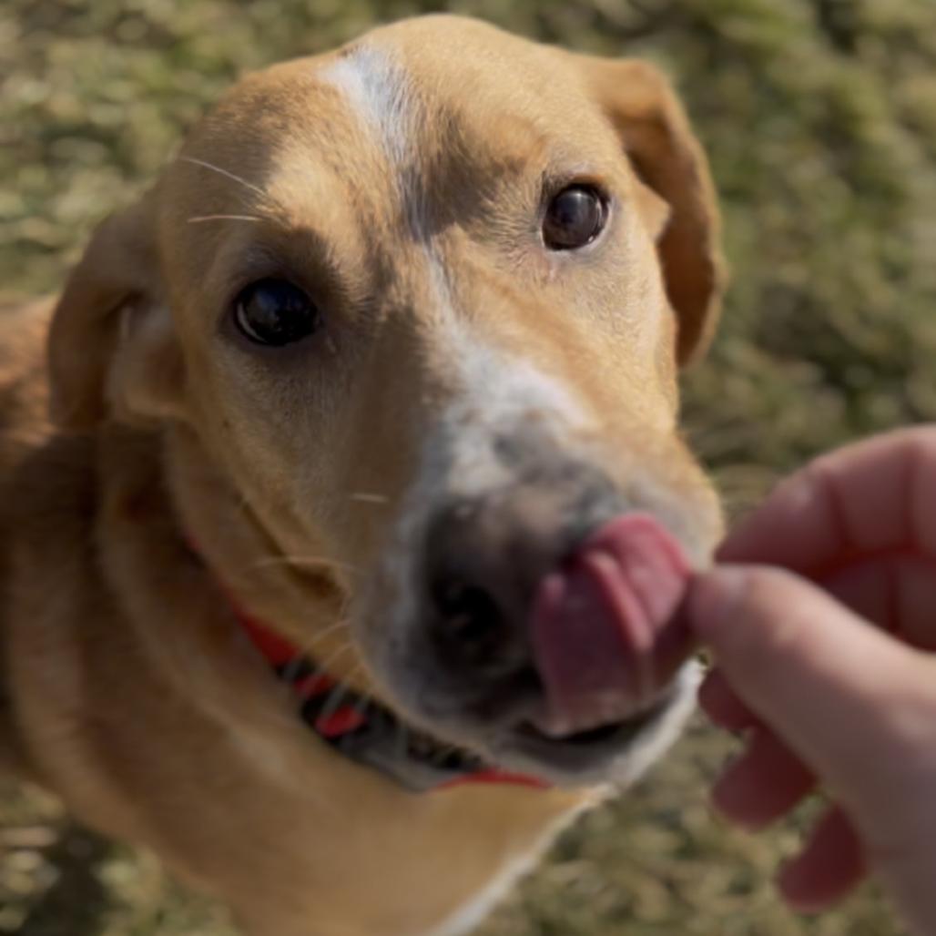 Enlarge Raider, a Adoptable mixed breed in Marysville, OH image 3/6