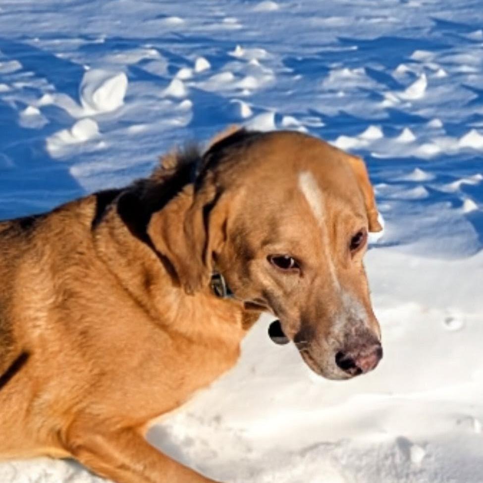 Enlarge Raider, a Adoptable mixed breed in Marysville, OH image 4/6