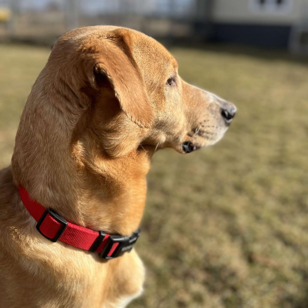 Enlarge Raider, a Adoptable mixed breed in Marysville, OH image 5/6