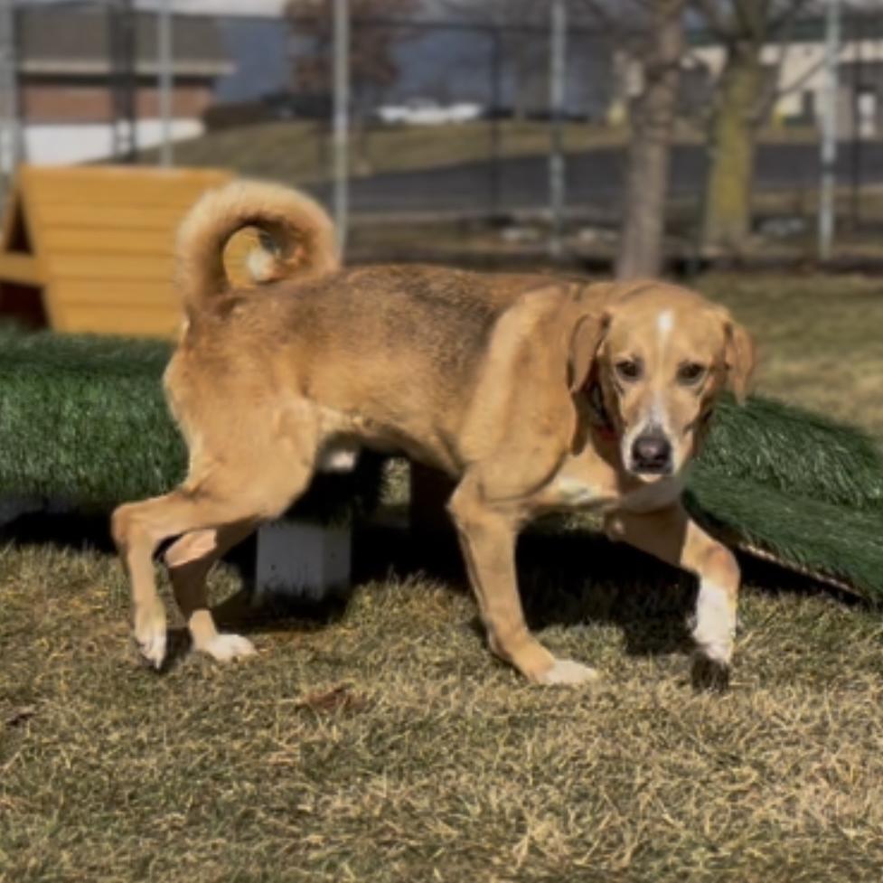 Enlarge Raider, a Adoptable mixed breed in Marysville, OH image 6/6