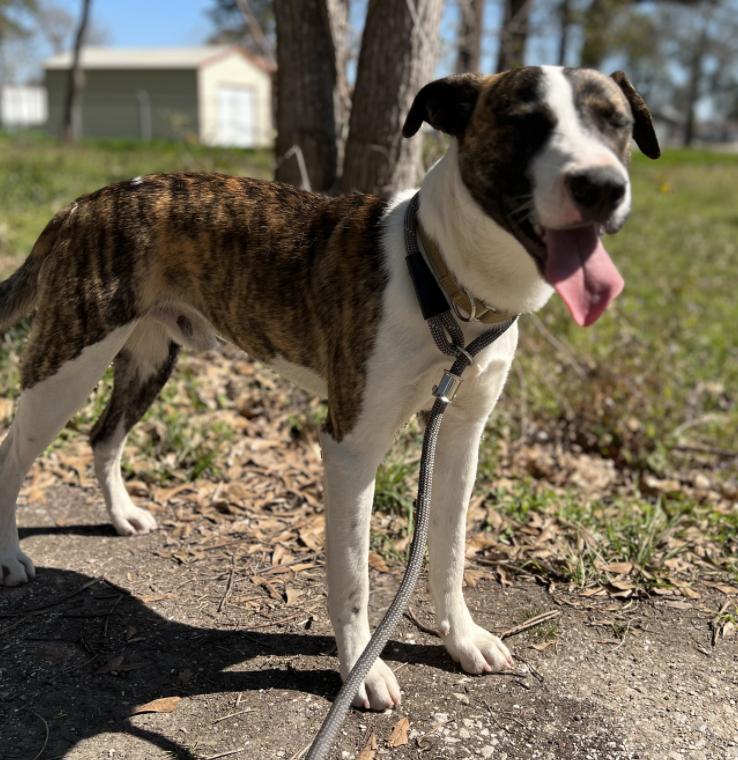 Emilio, Adult Male Mountain Cur