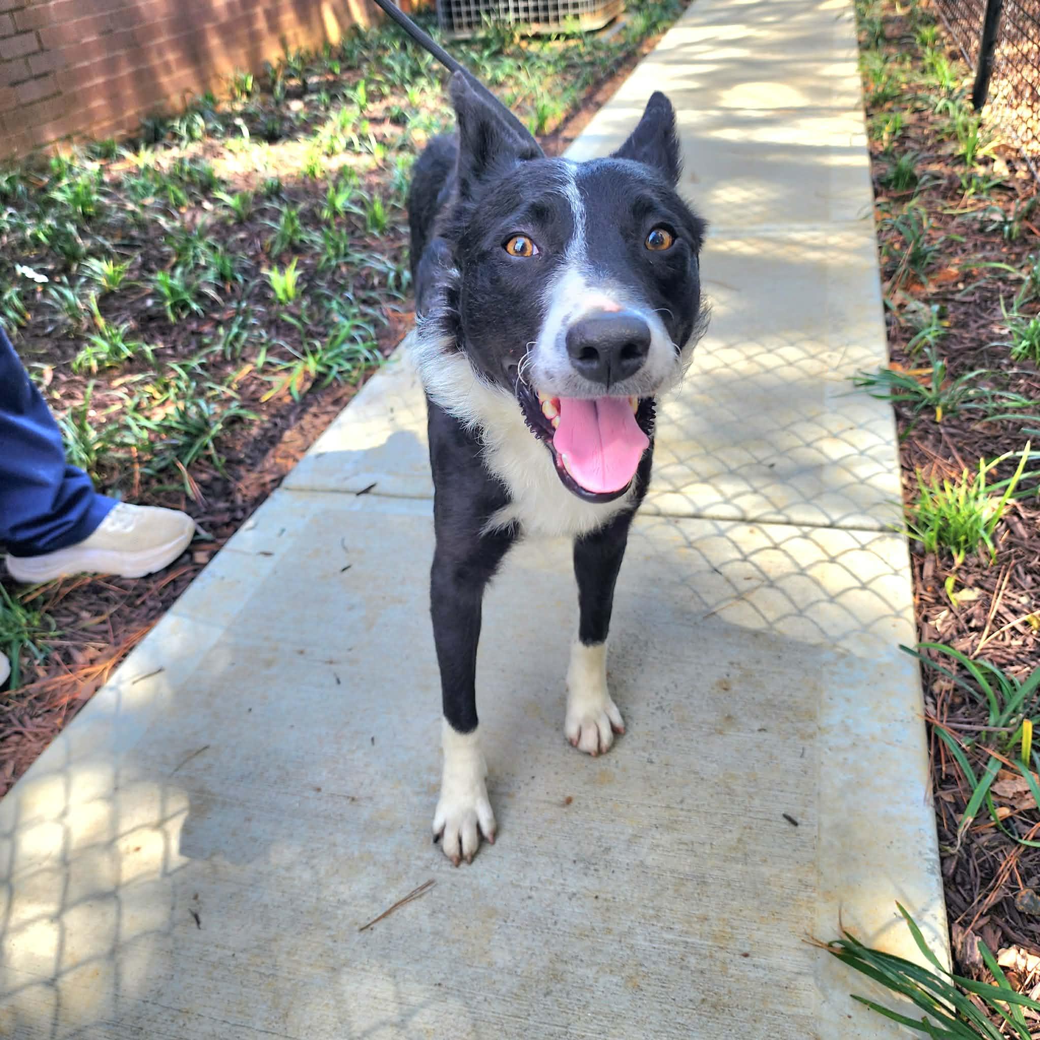 Enlarge Picasso, a ADOPTABLE Border Collie in Cumming, GA image 3/6