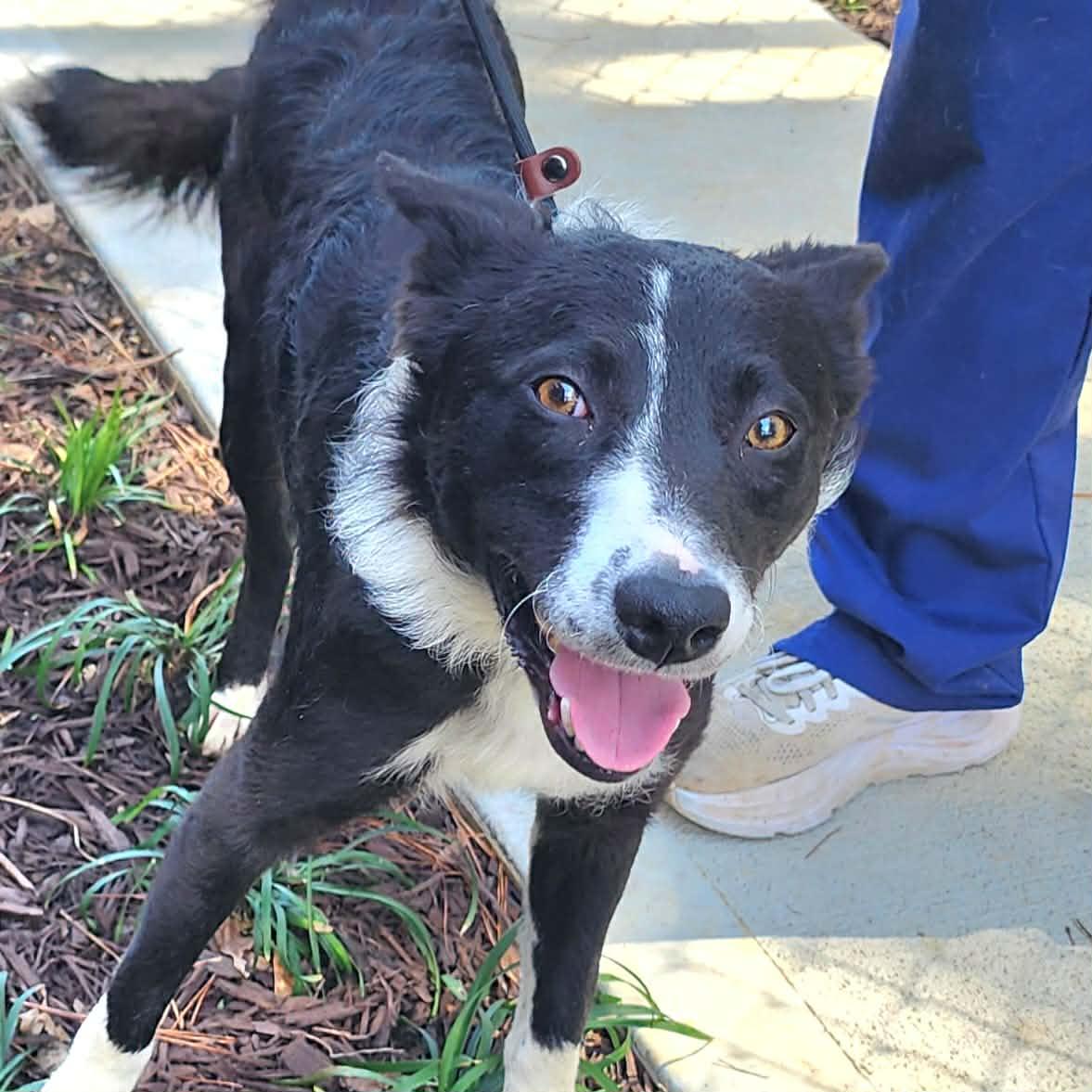 Picasso, ADOPTABLE, Young Male Border Collie.