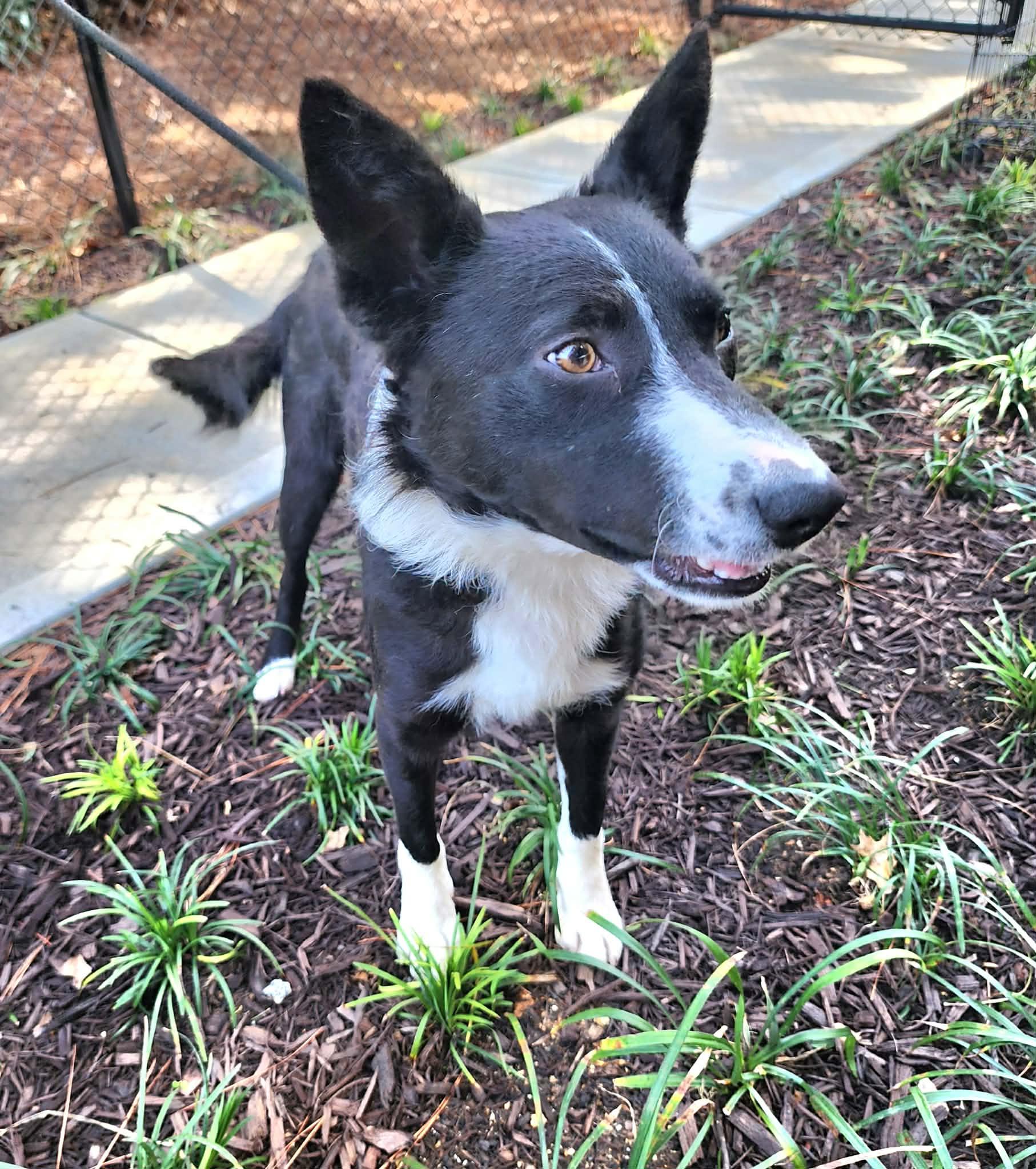 Enlarge Picasso, a ADOPTABLE Border Collie in Cumming, GA image 5/6