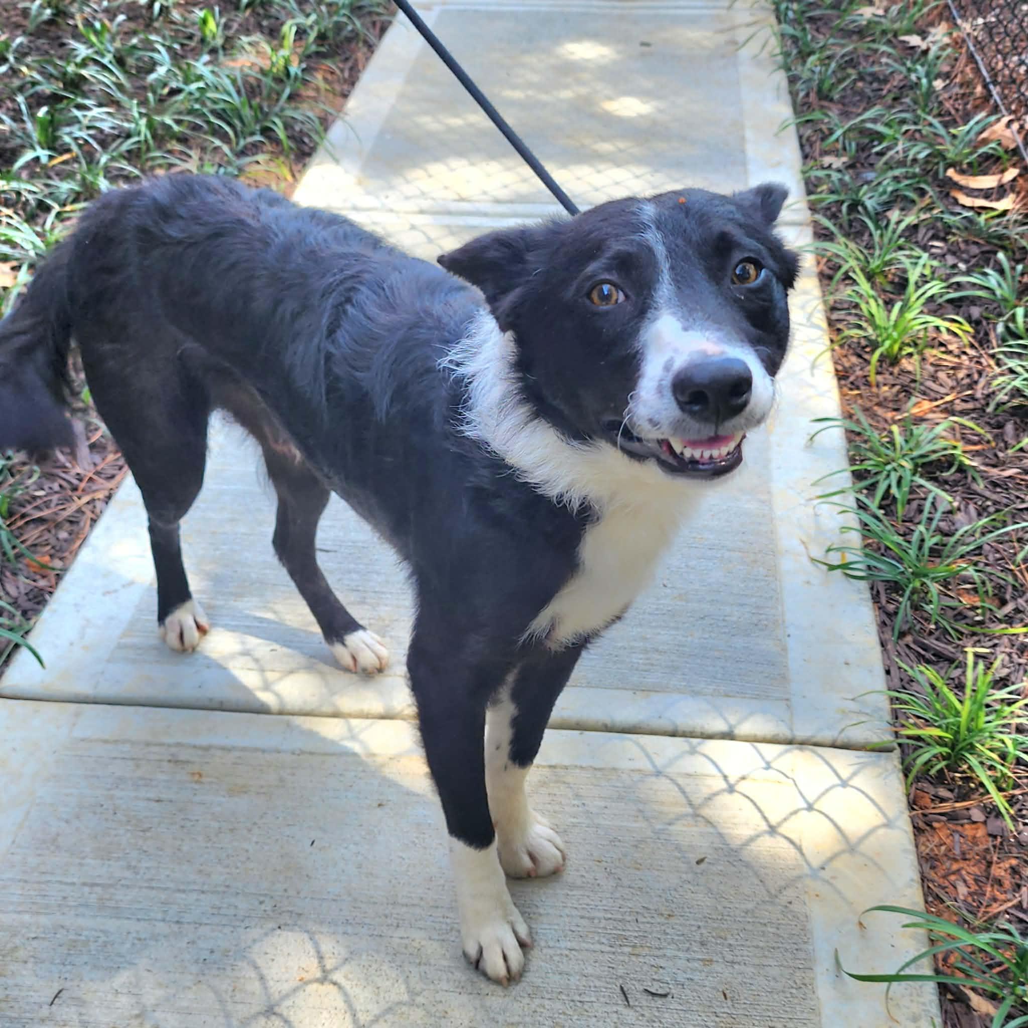Enlarge Picasso, a ADOPTABLE Border Collie in Cumming, GA image 4/6