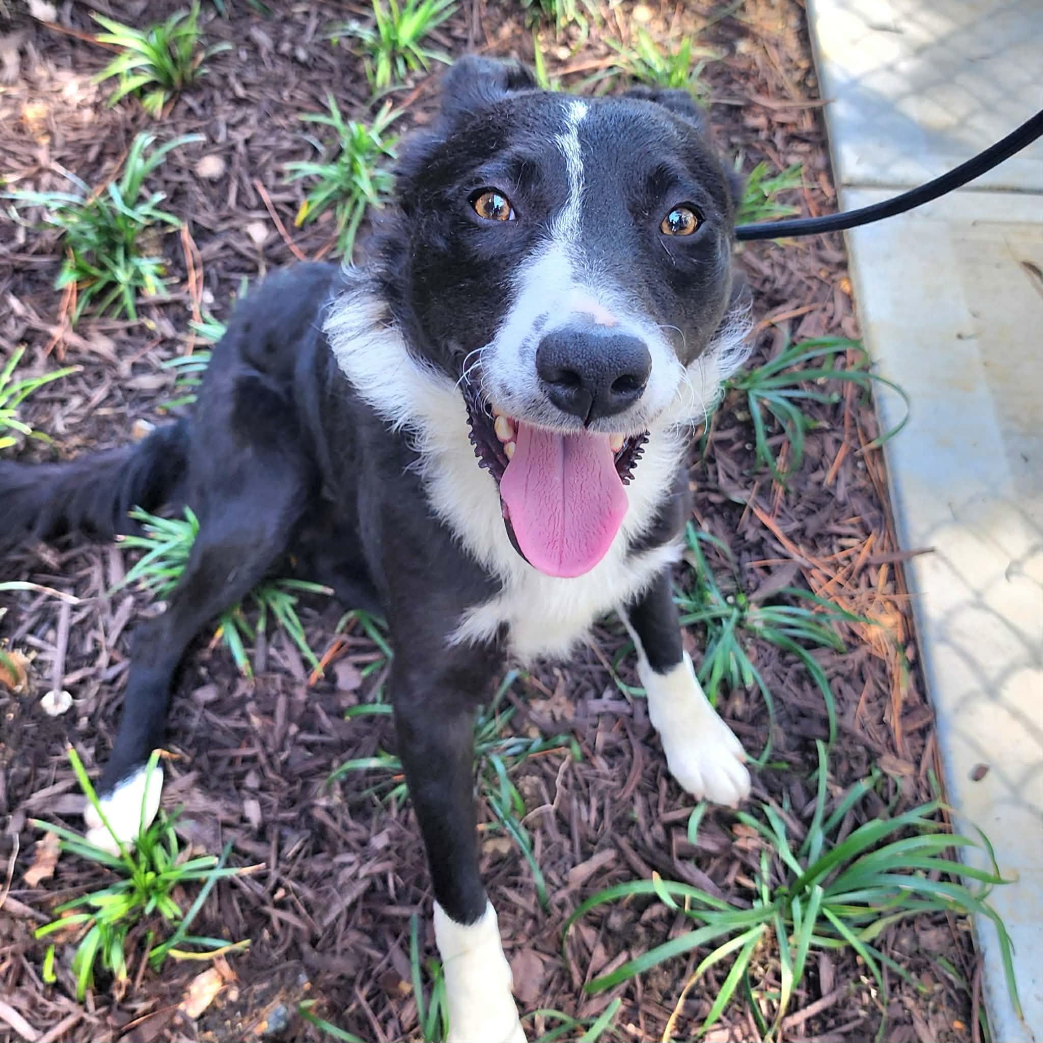Enlarge Picasso, a ADOPTABLE Border Collie in Cumming, GA image 2/6
