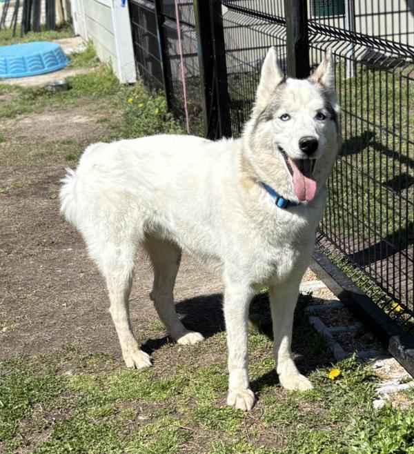 Atlas, Adoptable, Adult Male Siberian Husky.