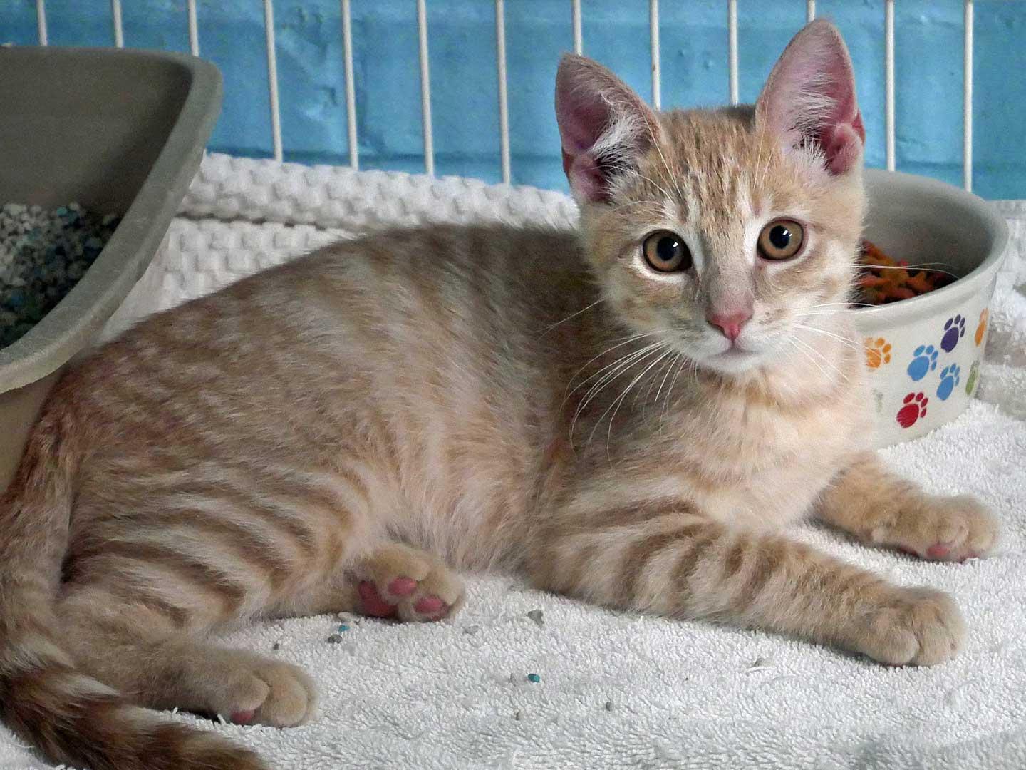 Enlarge Tyler, an adopted Domestic Short Hair in Bloomingdale, NJ image 3/4