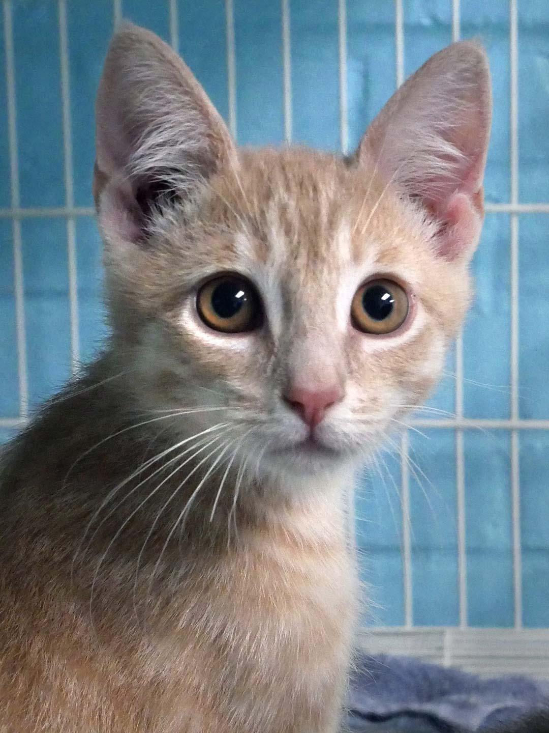 Enlarge Tyler, an adopted Domestic Short Hair in Bloomingdale, NJ image 1/4